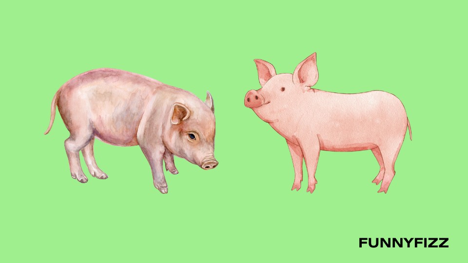 Pig Pick-Up Lines